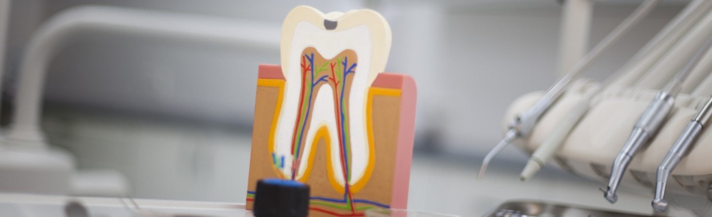 Model of tooth showing root canals inside of it