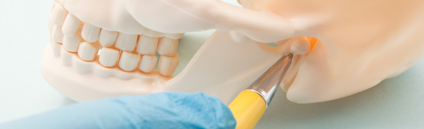 Dentist pointing to jaw joint on model of skull